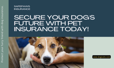 Guarding Your Four-Legged Companion: Pet Insurance for Dogs